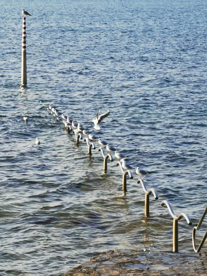 Nina Deluxe Superior 5 Star Apartment, Your Piece Of Heaven By The Sea & Park Novigrad Istria 외부 사진